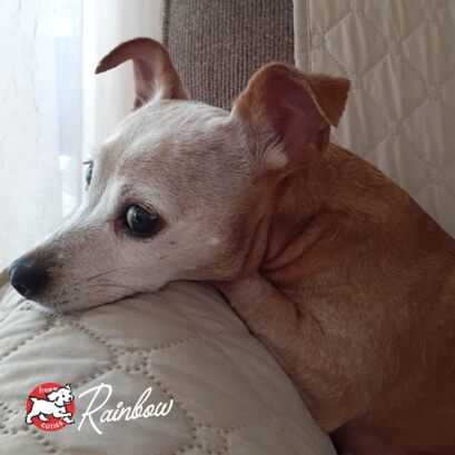 Fromm Reduced Activity & Senior Gold Dry Dog Food