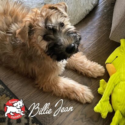 Fromm Puppy Gold Dry Dog Food